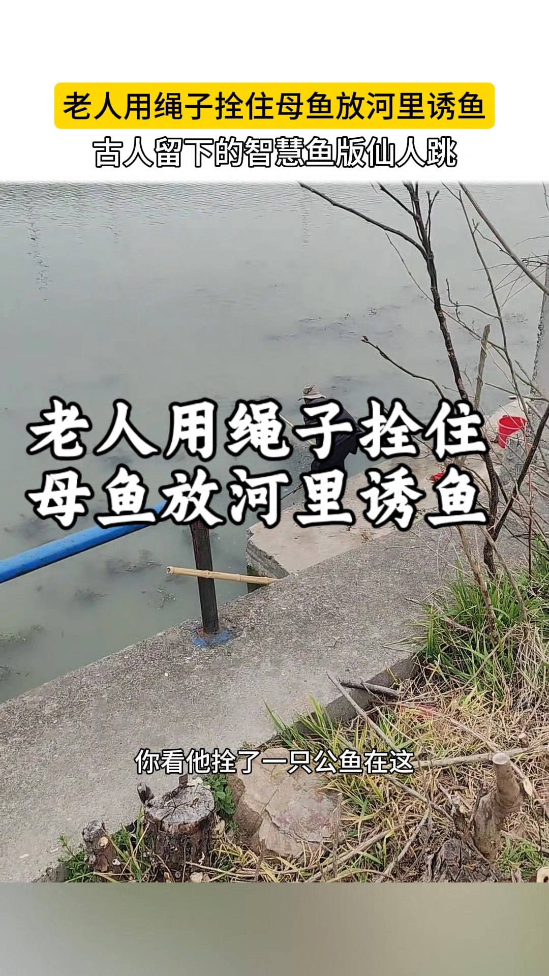 老人用绳子拴住母鱼放河里诱鱼