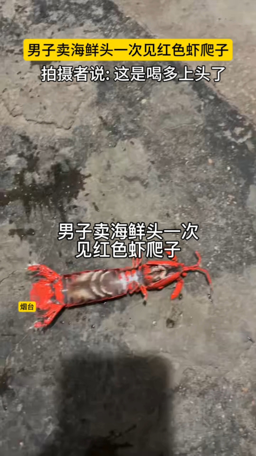 烟台男子卖海鲜头一次见过红色虾爬