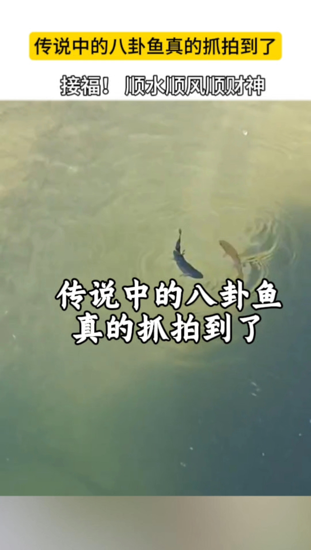 传说中的八卦鱼真的抓拍到了