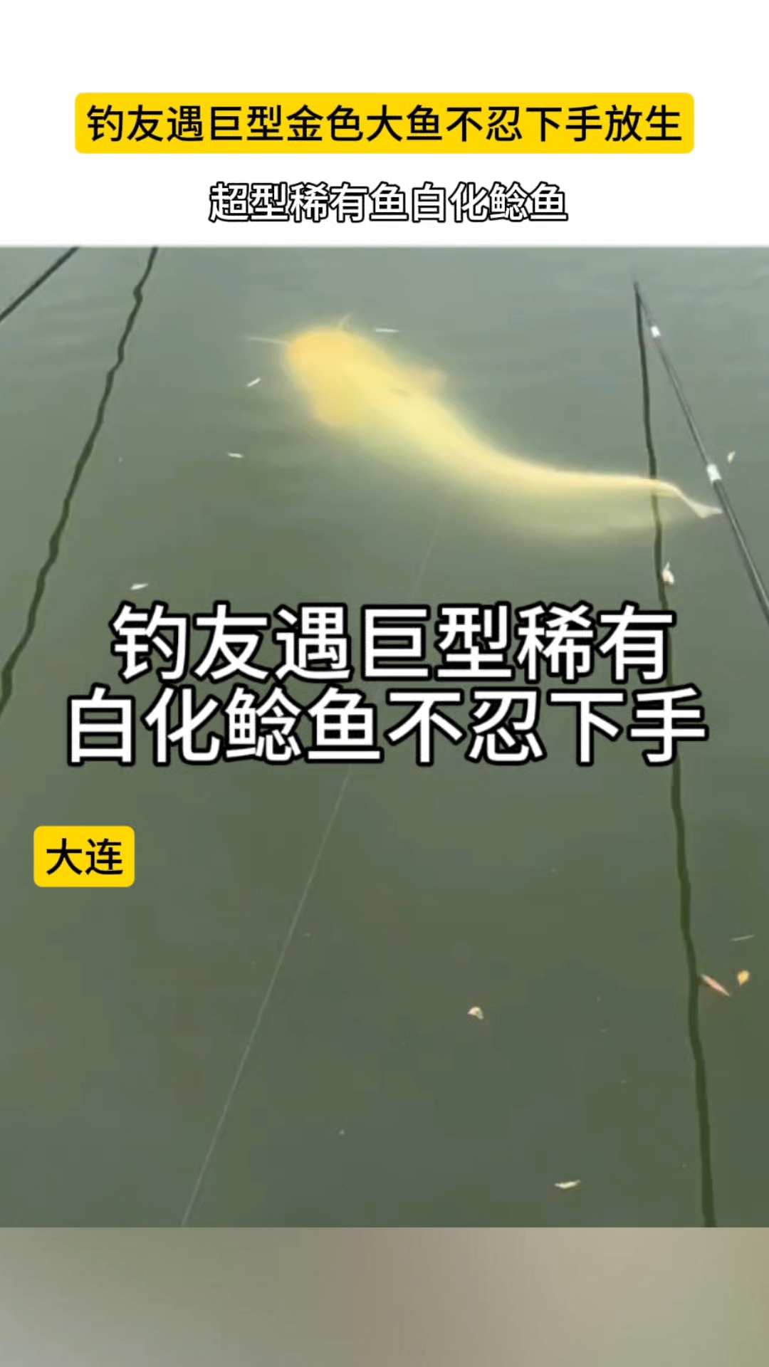 大连钓友遇巨型稀有白化鲶鱼不忍下手