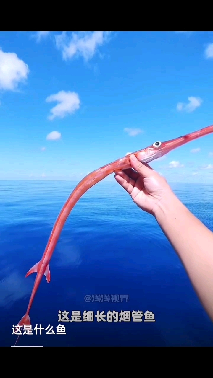 海洋里罕见的鱼类