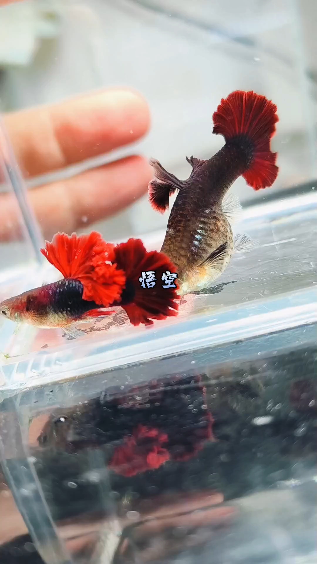 菊花帆褶扇种鱼欣赏
