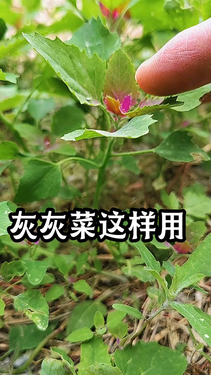 灰灰菜煮熟晾干,竟然这样好