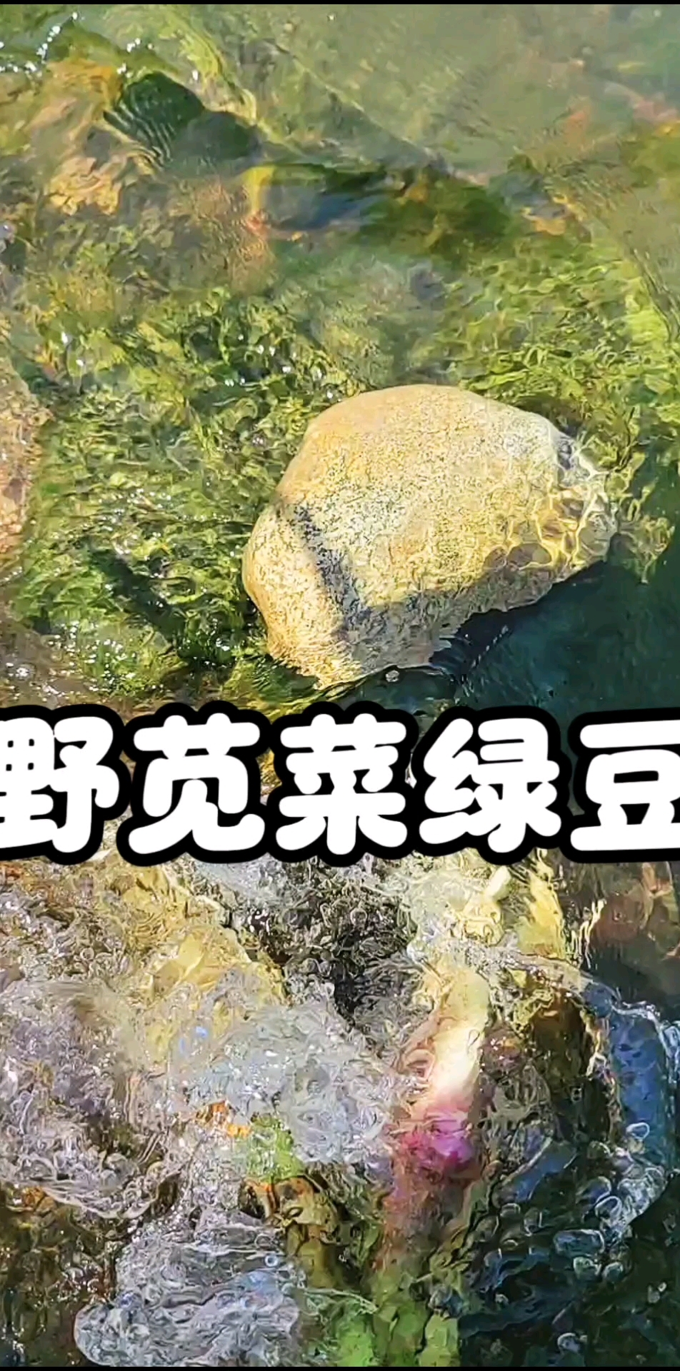 万万没想到,野苋菜和绿豆煮汤,竟然有这么多好处