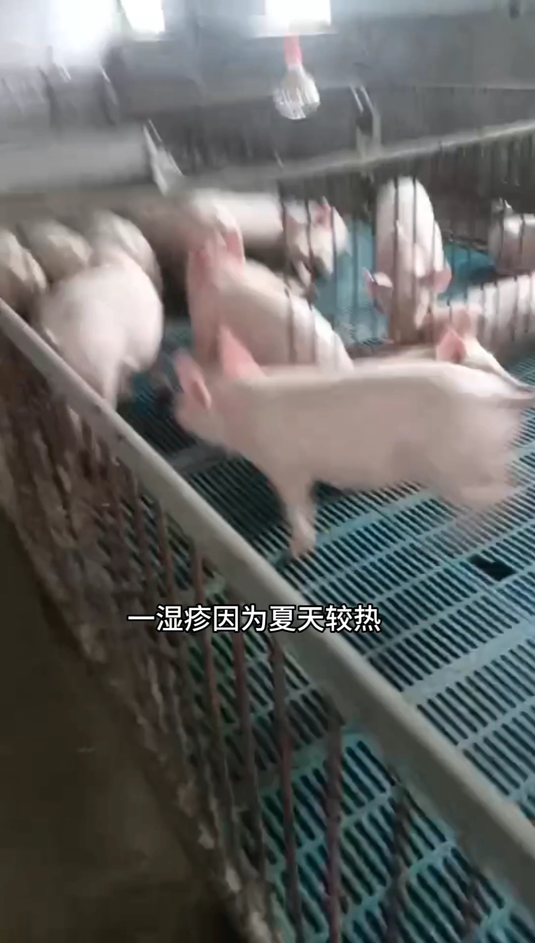 皮炎湿疹圆环病毒的治疗方法