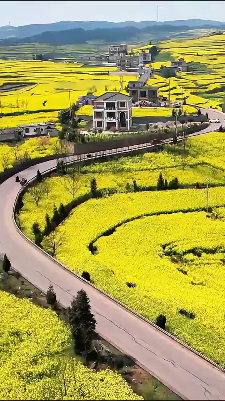 来罗平看油菜花邂逅花海相遇