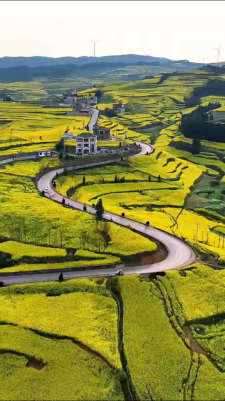 罗平油菜花开钻天坡花海