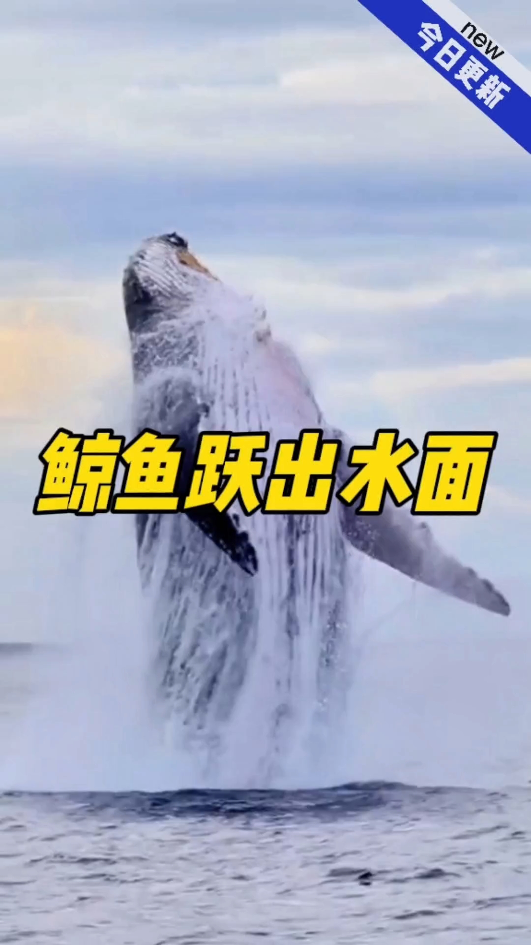 鲸鱼为什么总是跃出水面