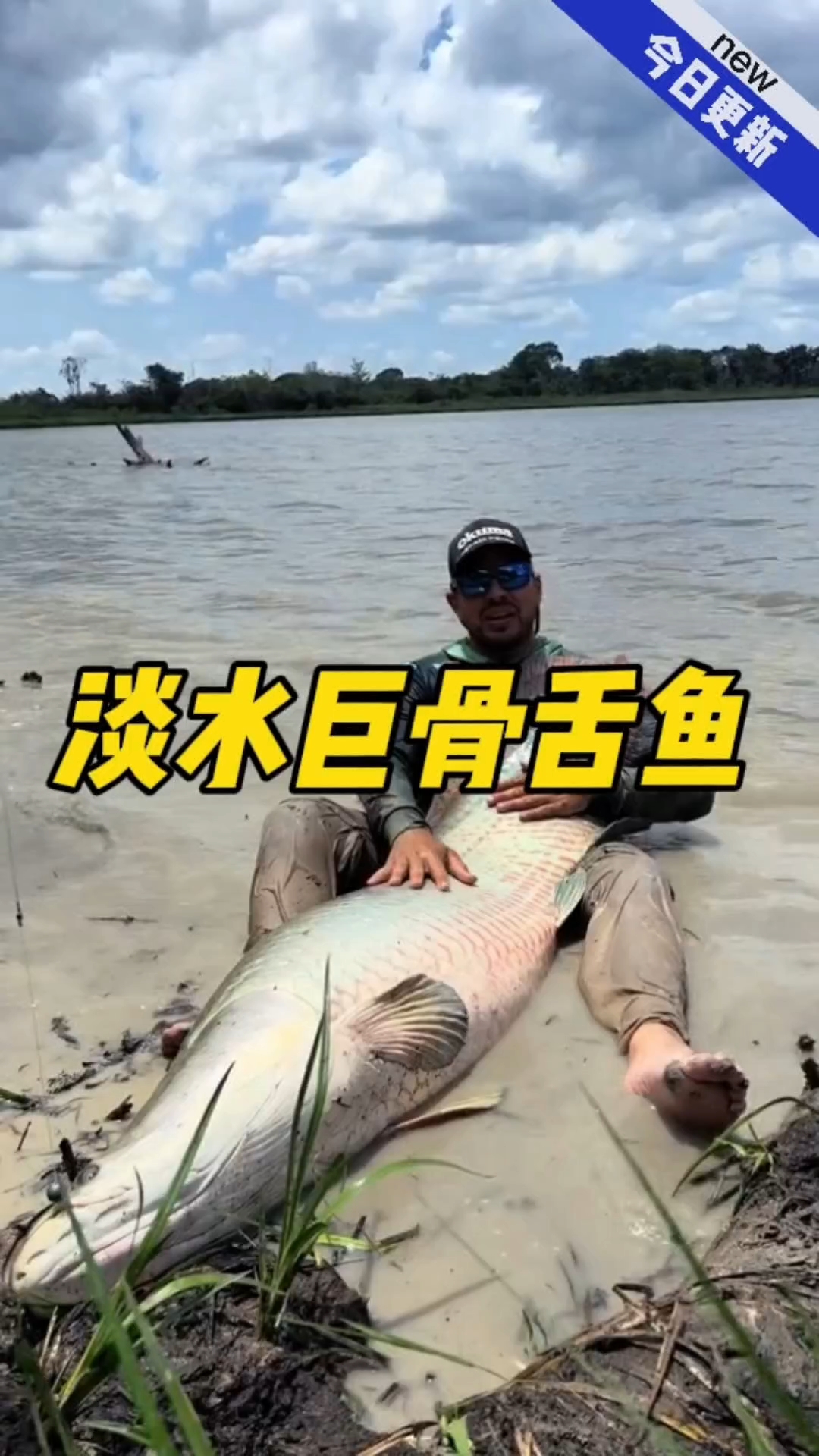 淡水里的巨兽巨骨舌鱼