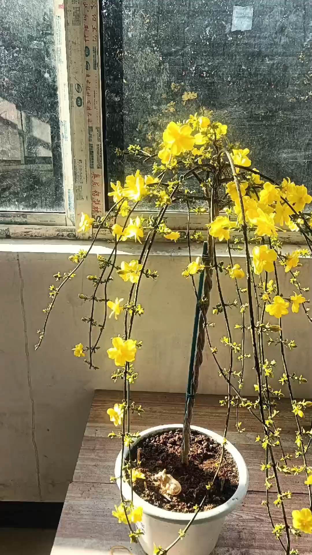 多肉别的不养,这几个要养做盆景。招财树,吸财树,雅乐之舞。