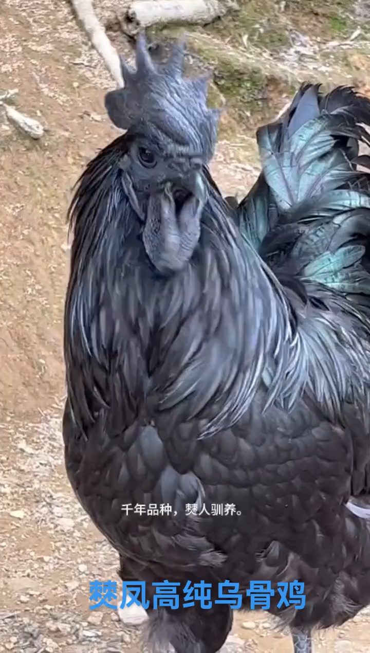 千年品种，中国最纯乌骨鸡#僰凤#盐津#乌骨鸡