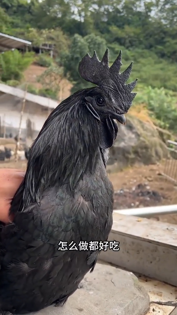 这种鸡好吃吗?#盐津乌骨鸡#僰凤公司#盐津种源基地
