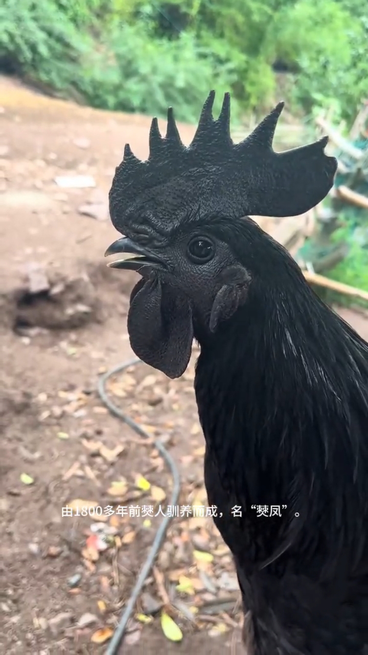 千年品种，僰人驯养#僰凤#盐津乌骨鸡#僰人乌鸡