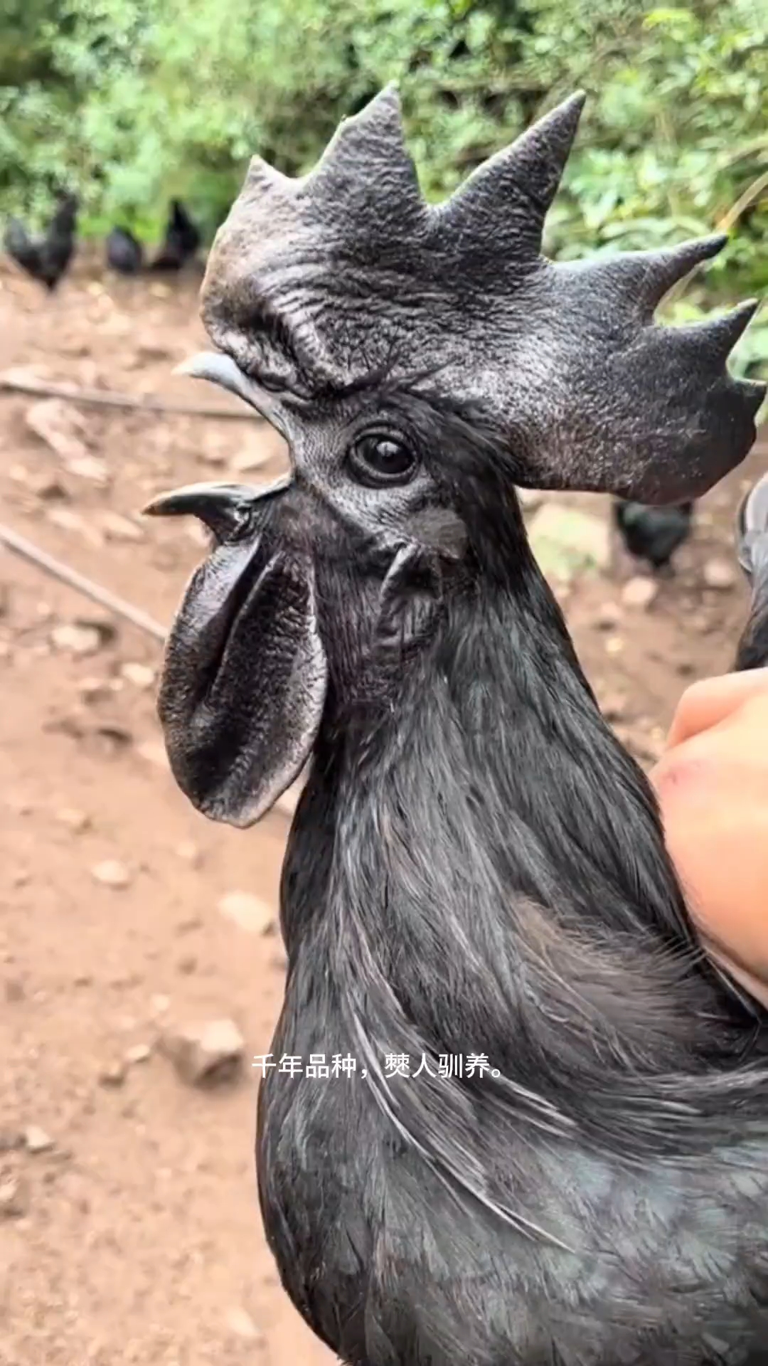 最黑的乌骨鸡—僰凤乌骨鸡