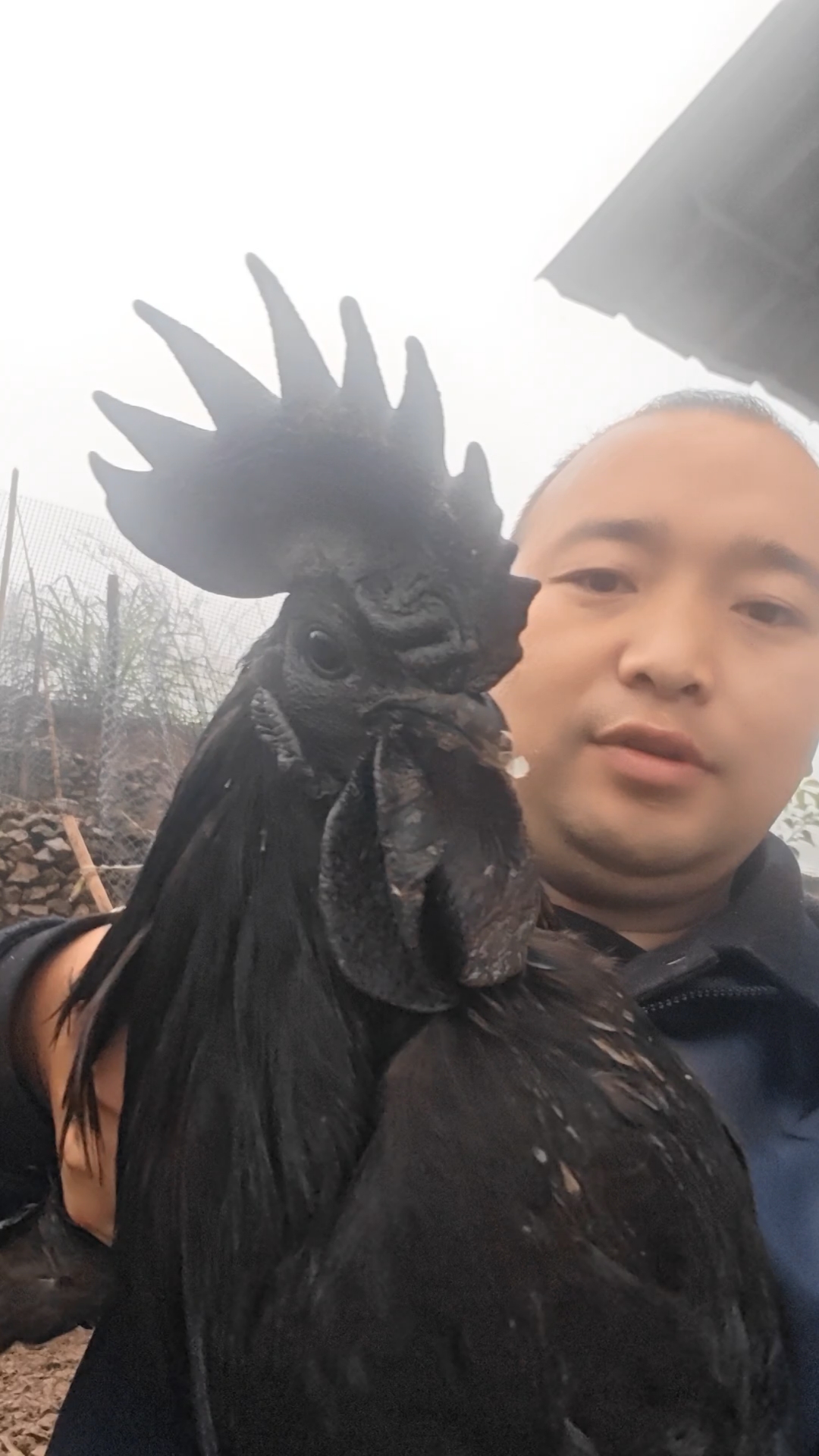 僰凤高纯乌骨鸡，全国最纯的乌鸡品种#盐津乌鸡祖代僰凤
