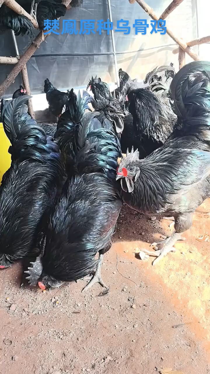 僰鳯高纯乌骨鸡,中国最纯的乌鸡品种