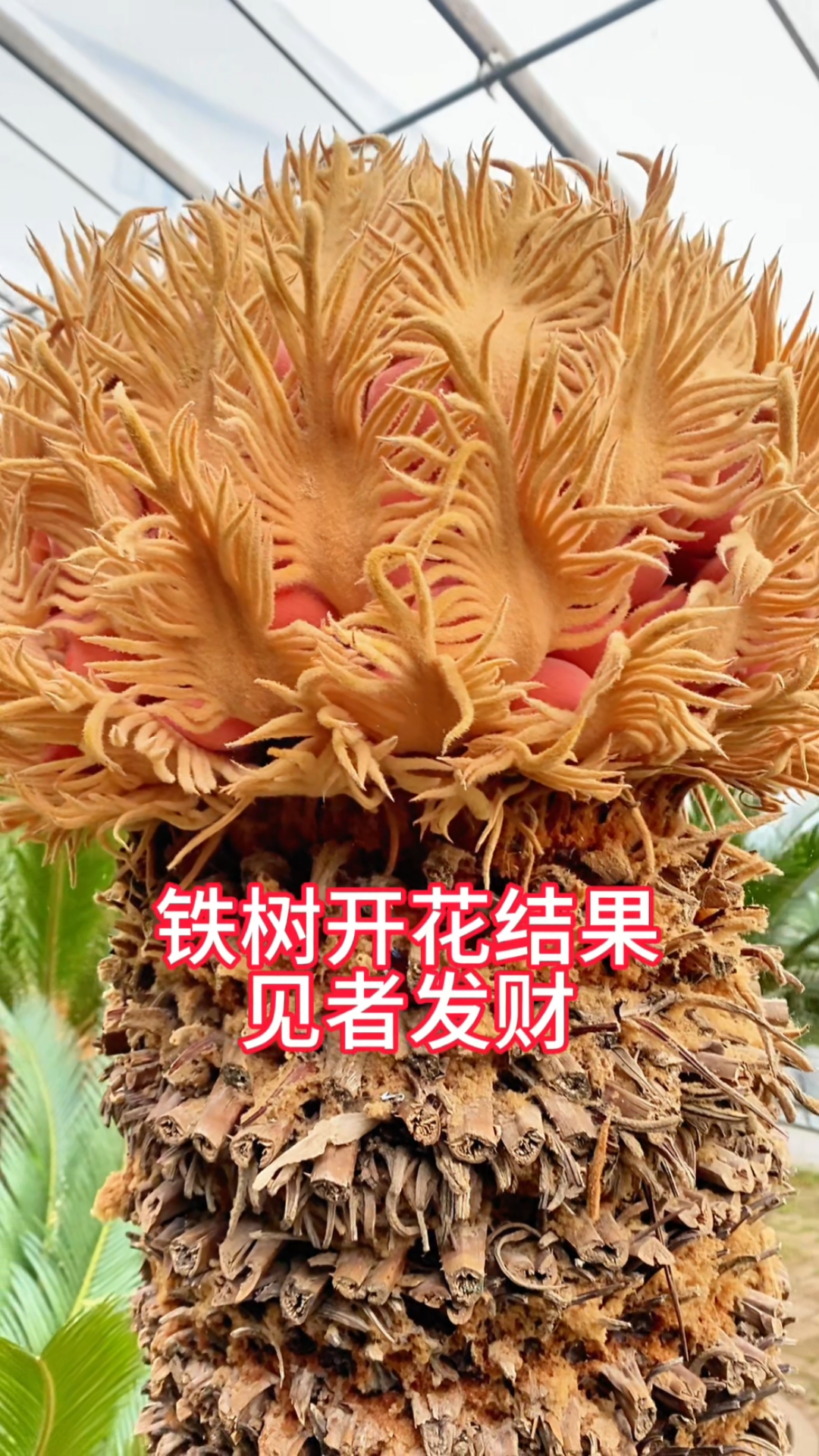 又遇见铁树开花结果了,它的寓意是:吉祥瑞兆,荣华富贵。