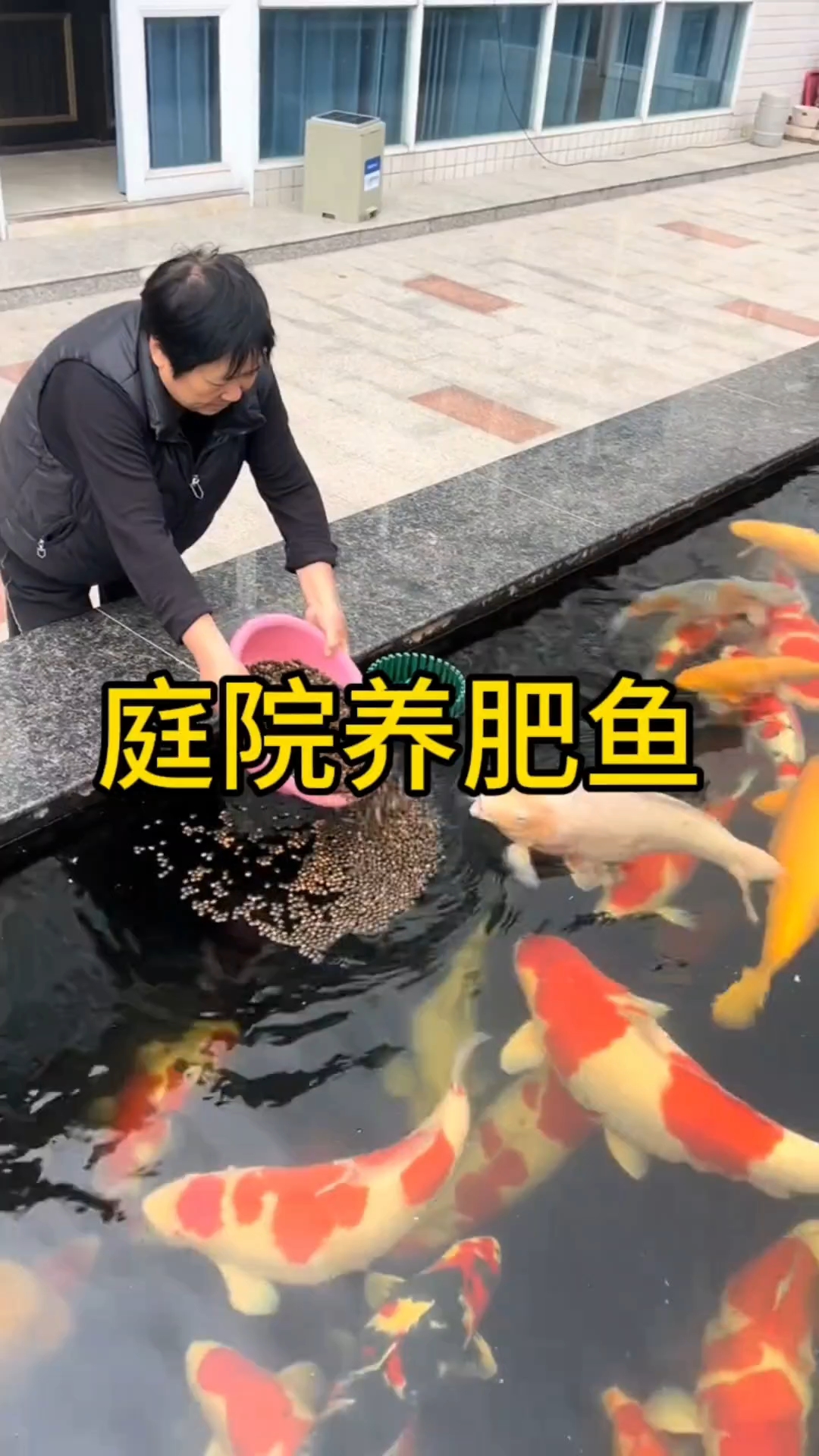 我见过最肥的金鱼