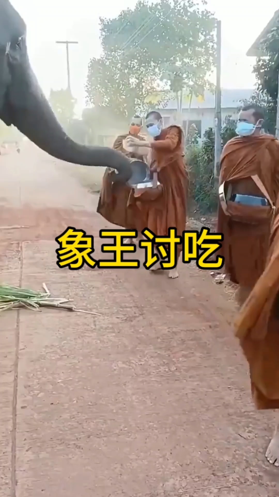 大象也吃馒头了?