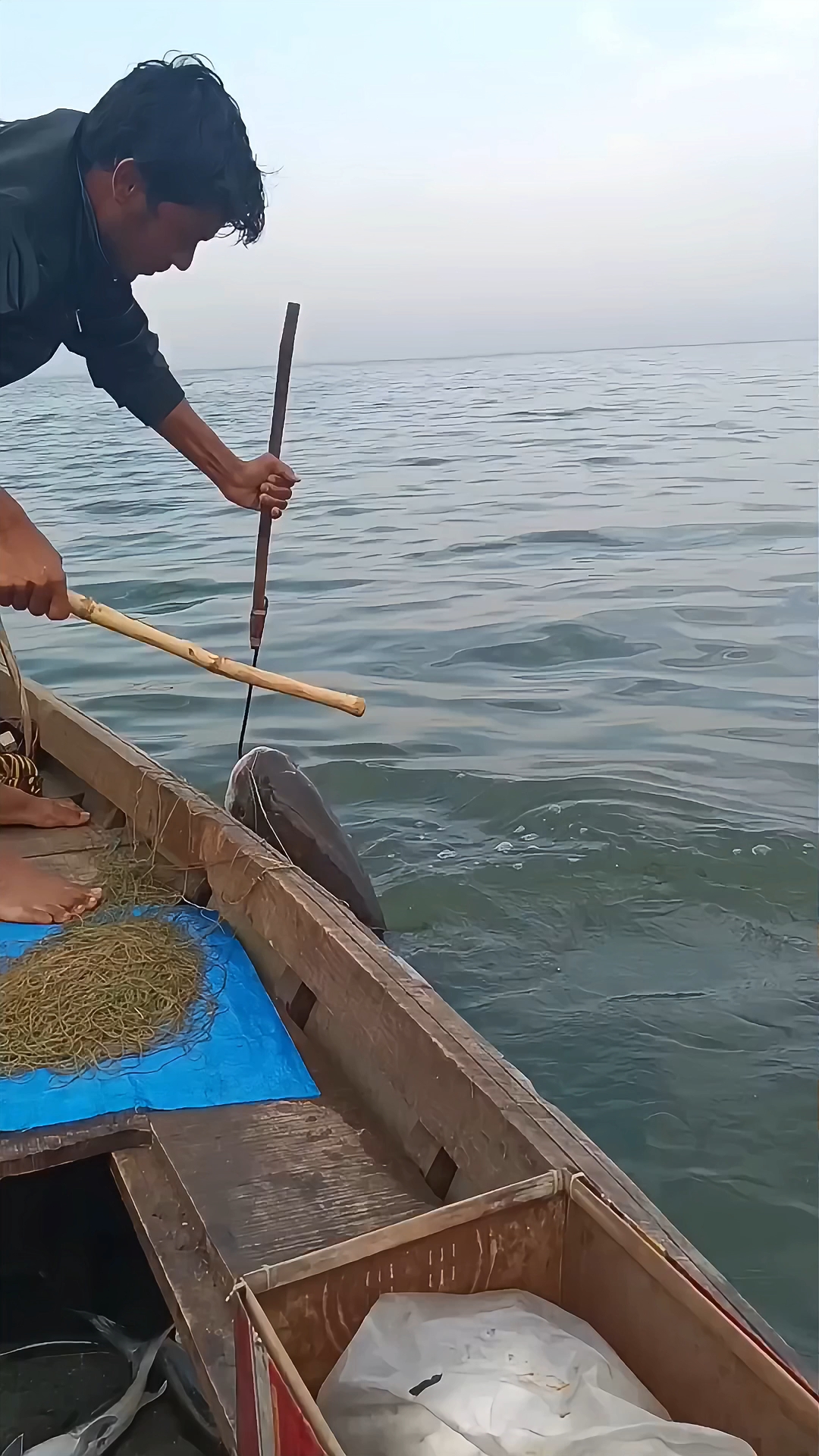 渔民在水库收获一条巨型大鲫鱼!