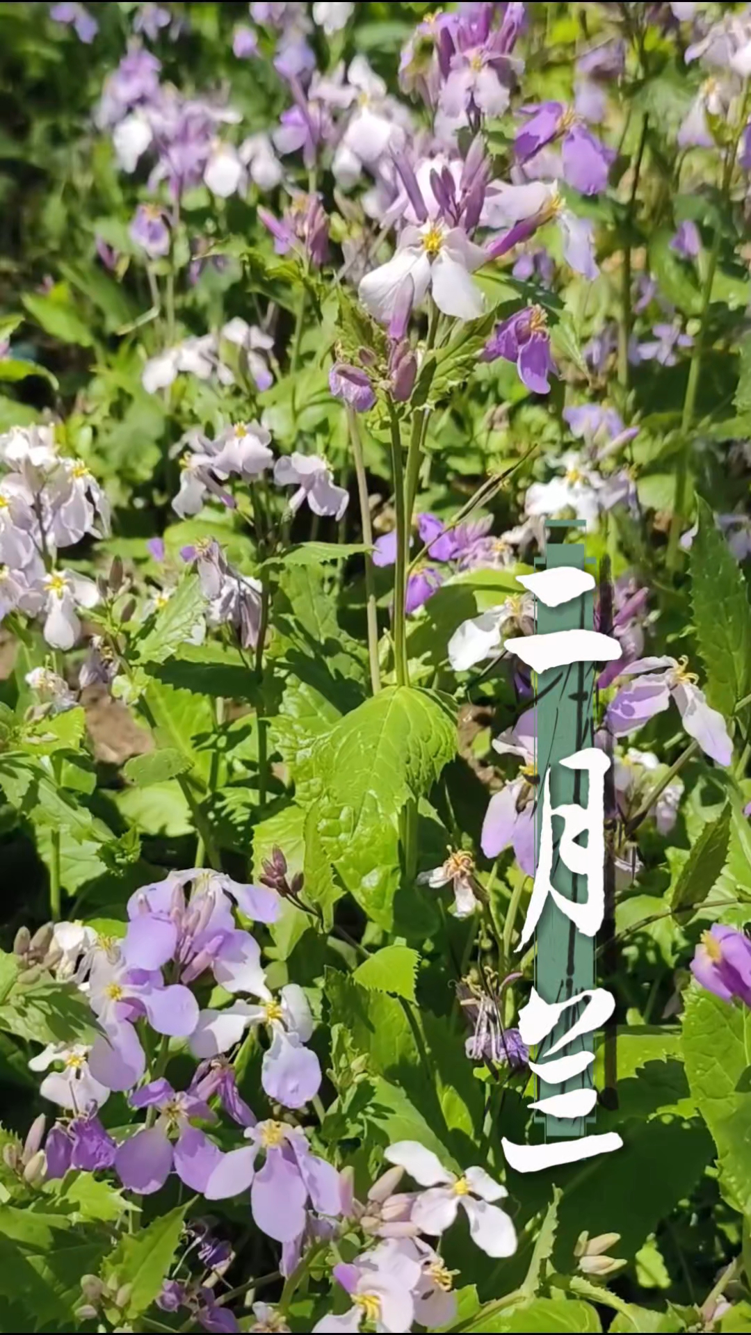 二月兰,又名诸葛菜,花语是谦逊质朴,无私奉献。