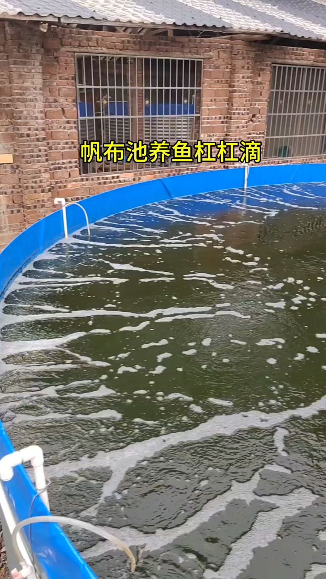 帆布池养鱼效果不错!