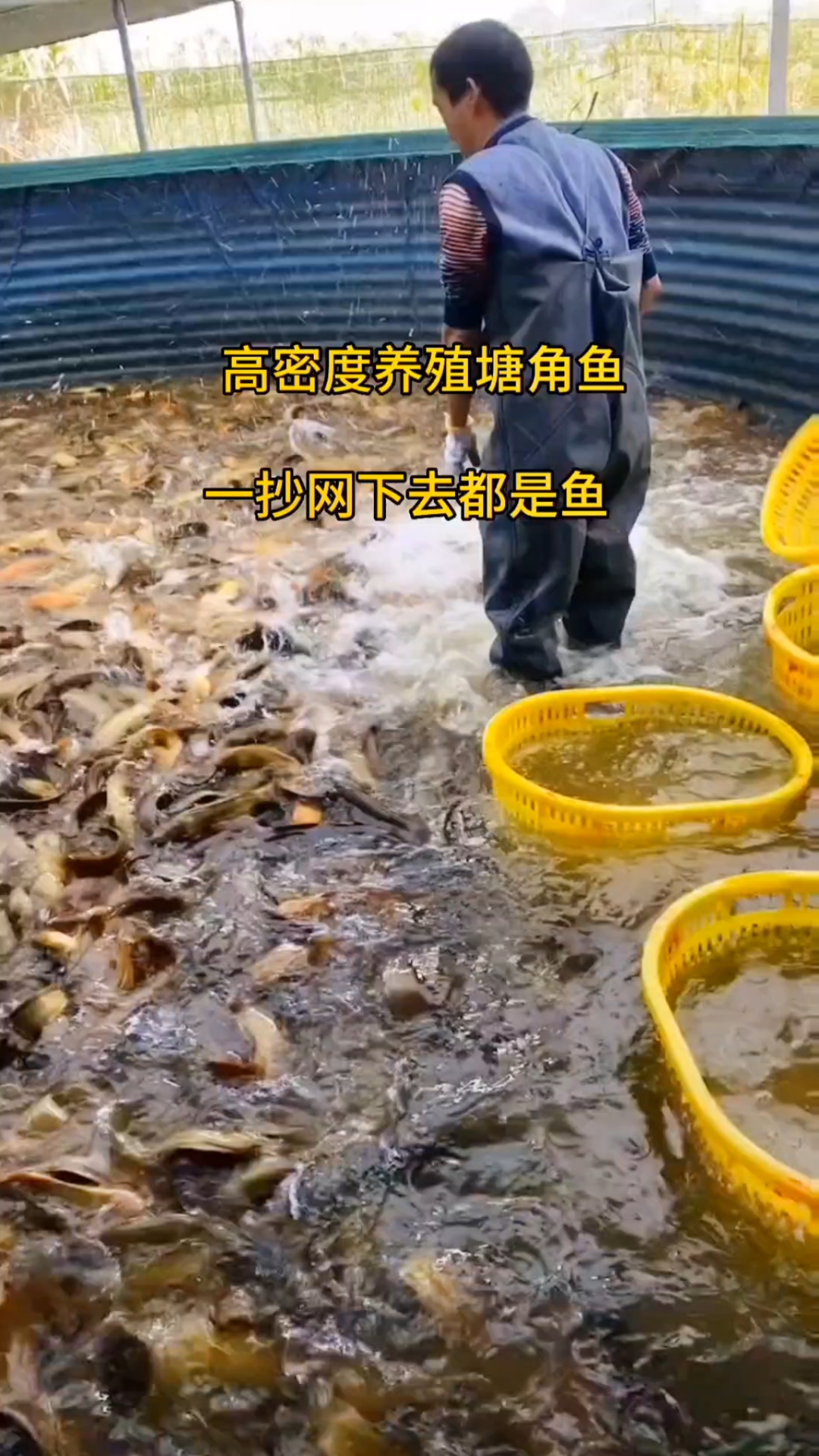 超高密度养殖塘角鱼#塘角鱼