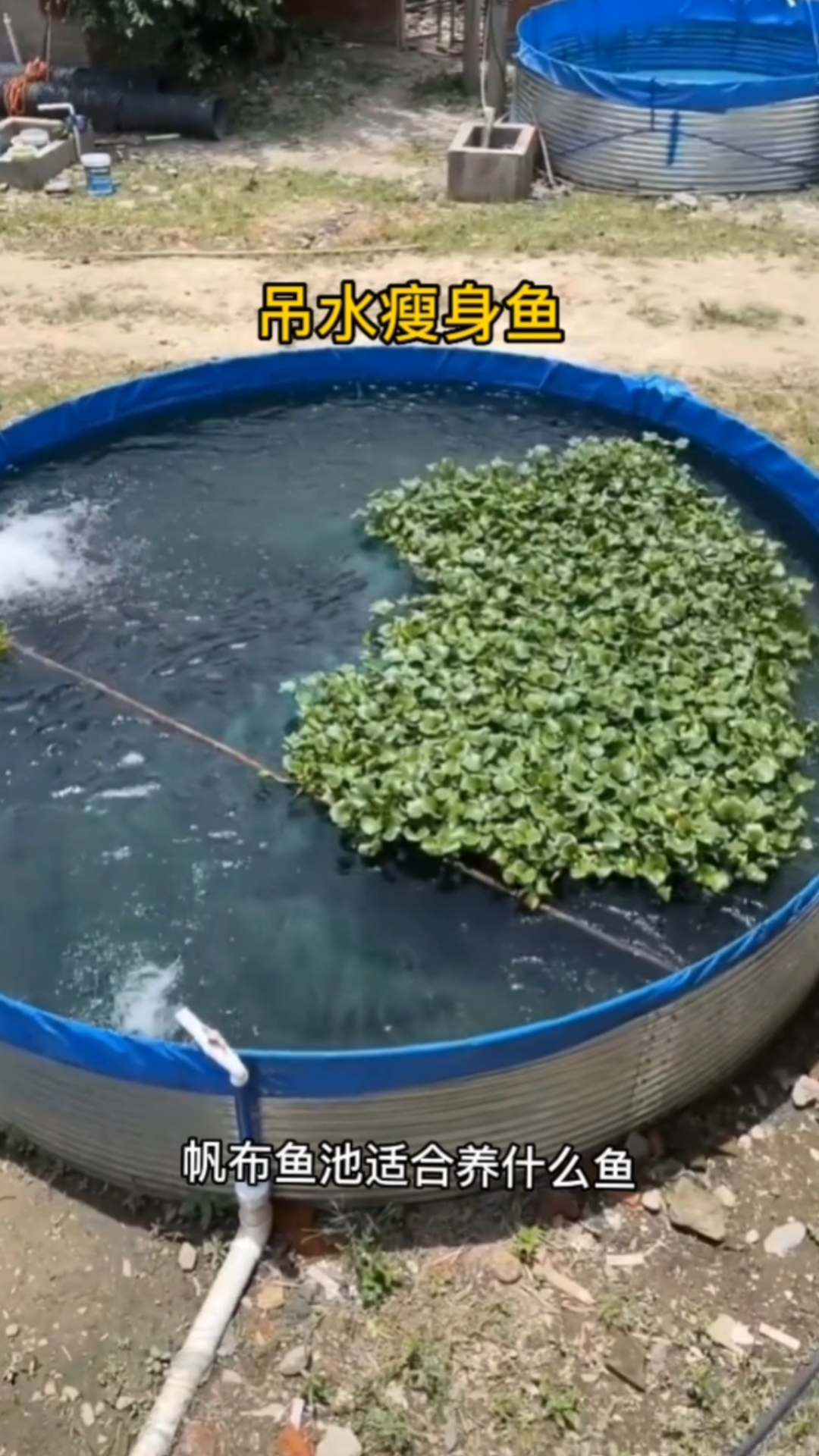 帆布池可以养殖什么鱼?一分钟带你了解!