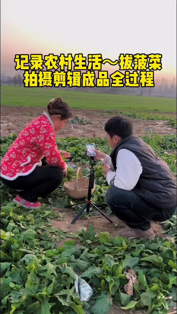 记录农村生活~拔菠菜,拍摄剪辑成品全过程