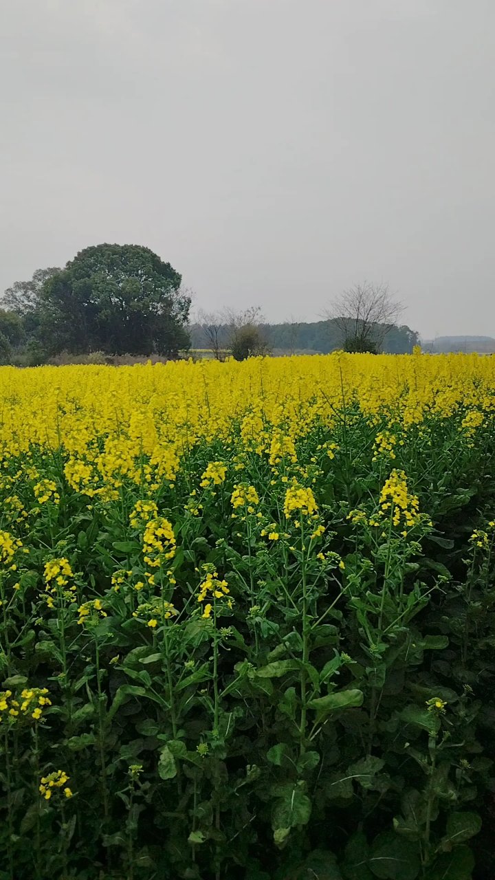 家乡的油菜花