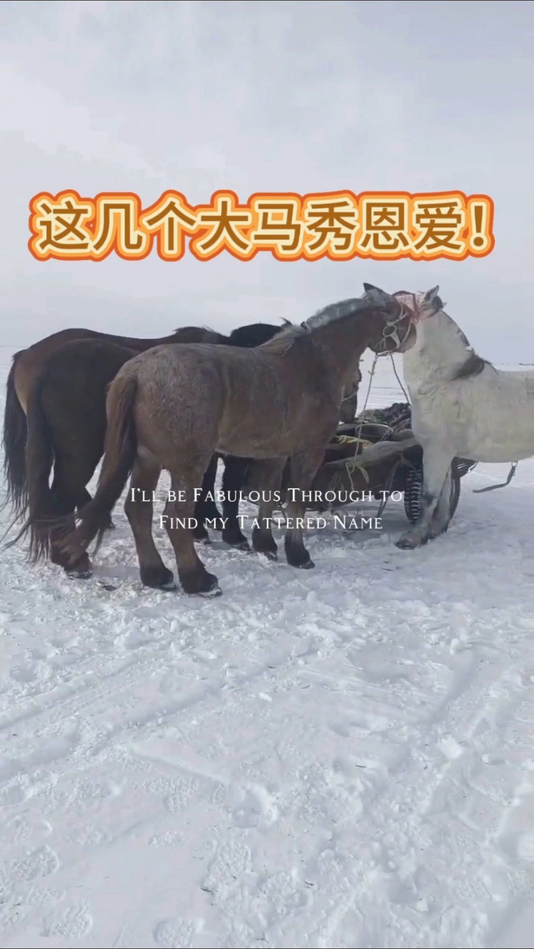 查干湖野生胖头鱼原产地直销