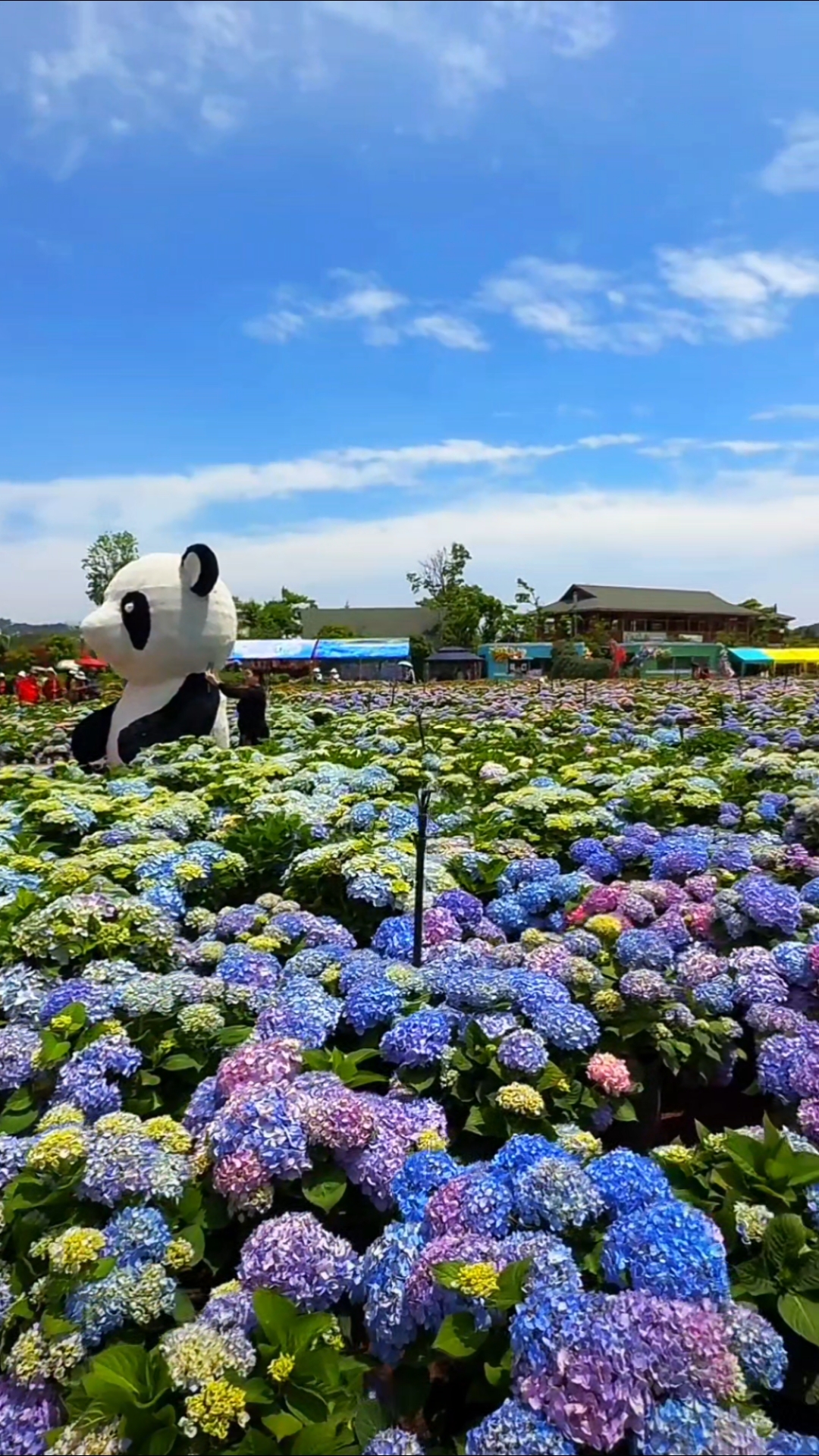 昆明捞鱼河湿地公园好美!