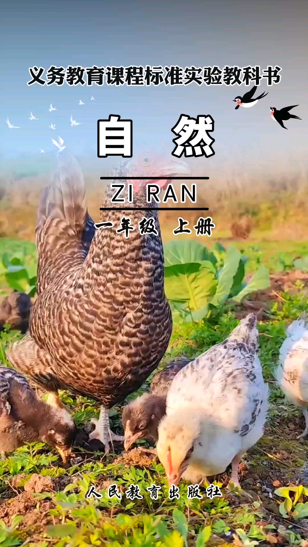 万物清明~可爱的矮脚芦花鸡妈妈领着一群小鸡仔去踏青