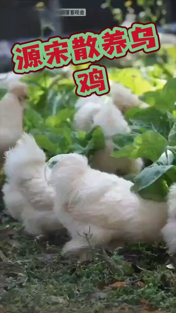 源宋散养乌鸡