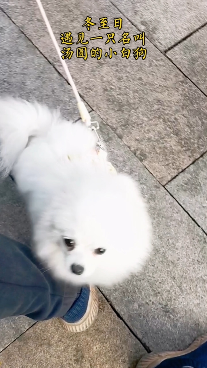 旅游途中与狗狗有说不完的邂逅故事