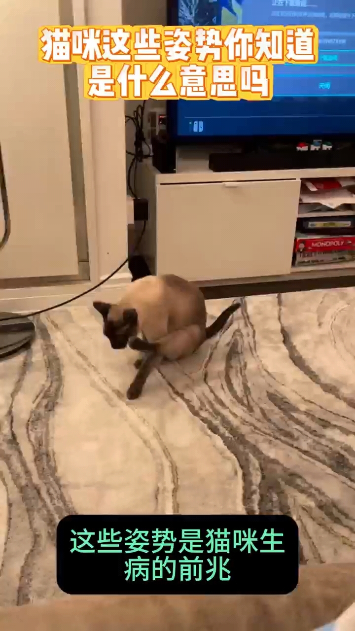 这些姿势是猫咪生病的前兆