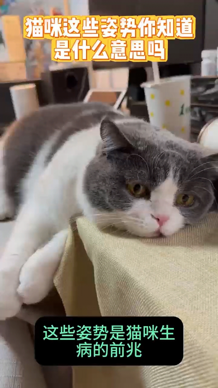 猫咪这些姿势其实是生病了