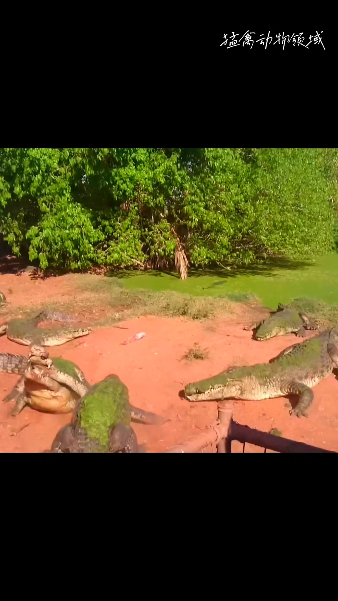 鳄鱼死亡翻滚把同伴胳膊肘咬掉了