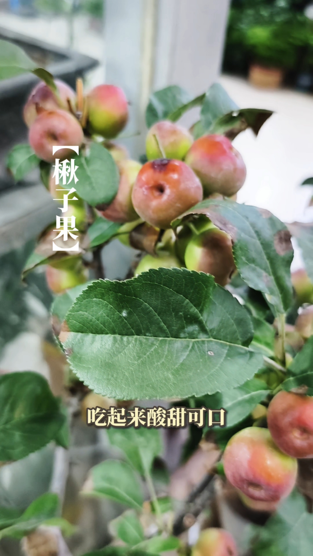 楸子果你吃过吗?又酸又甜绝绝子!!!