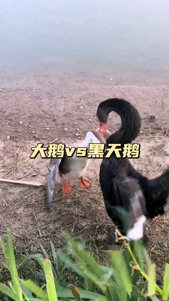 谁说家养的干不过野生的?农村大鹅就是个例外!