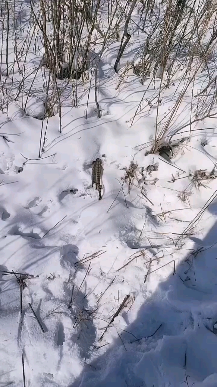 野鸡只露出一条尾巴,埋在雪地里过冬?