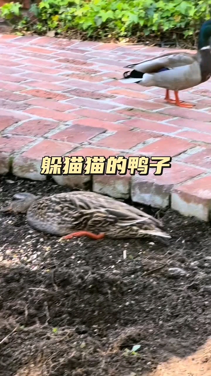 两只鸭子玩捉迷藏，动物的快乐就是这么简单！