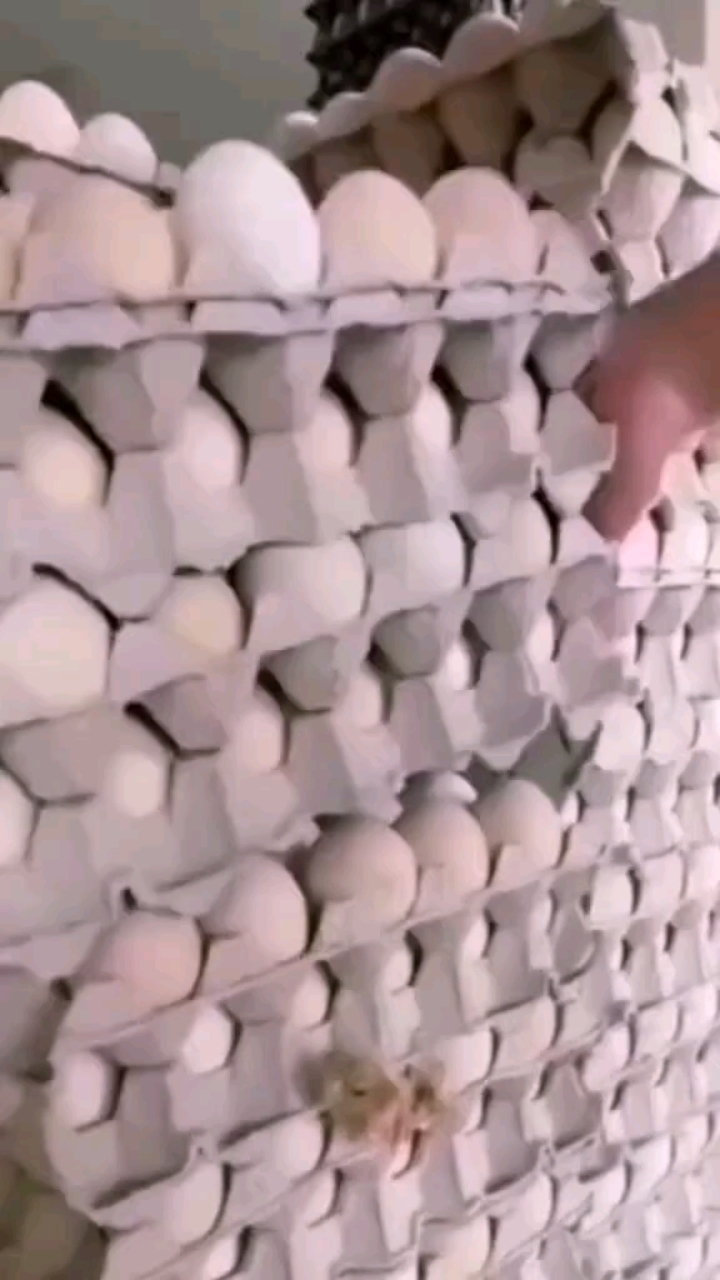 鸡蛋架上破壳而出的小鸡 