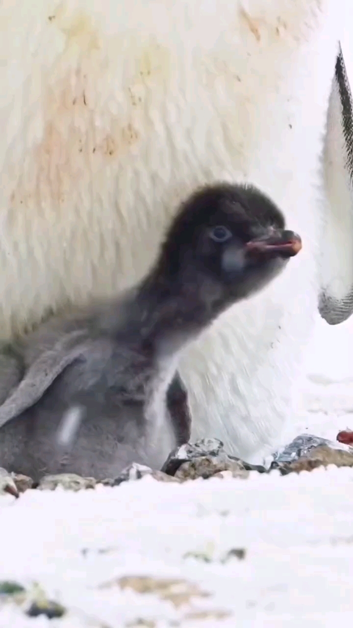企鹅独特的喂食方式，还以为它要吃掉小企鹅呢