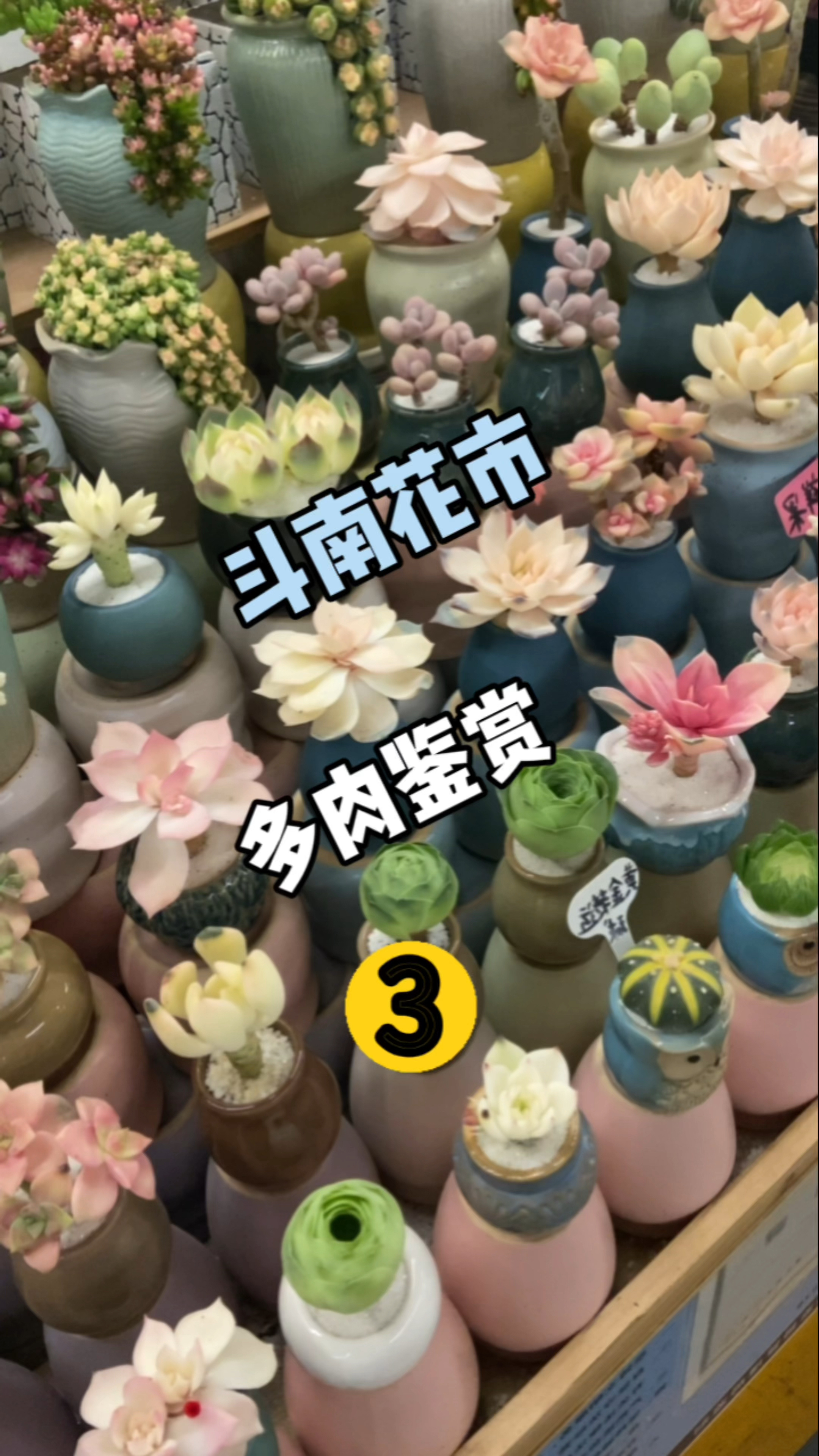 这里的多肉植物全是科技与狠活