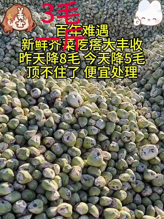 产地直发新鲜现挖 芥菜疙瘩_ 芥菜头