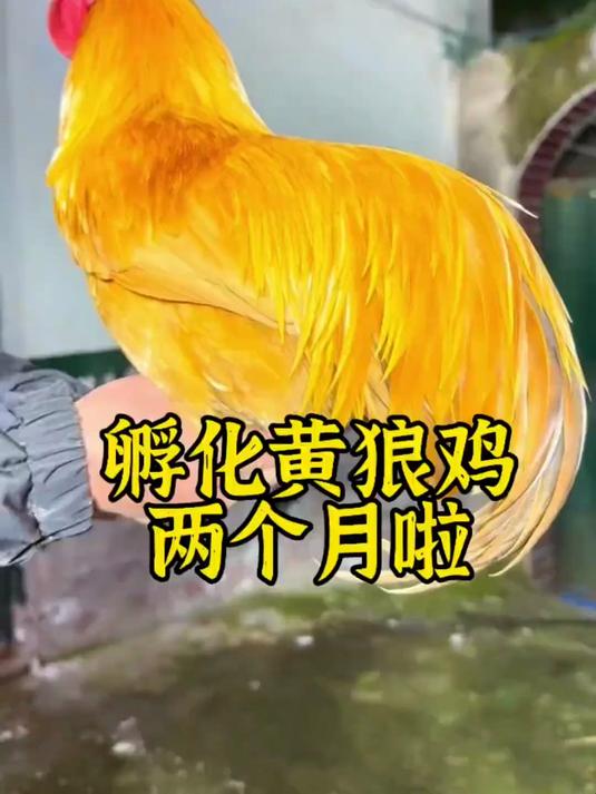 全身金黄的鸡小时候长什么样呢？我孵化的黄狼鸡两个月啦！