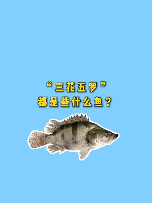 东北的“三花五罗”都是些什么鱼?