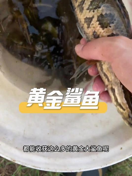 这是捅了黄金鲨鱼的窝了!