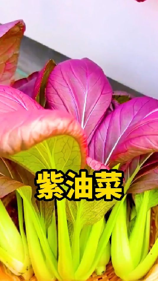 紫油菜你们喜欢吃吗